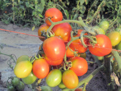 Classic Tomatoes