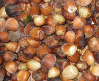 Organic Hazelnuts