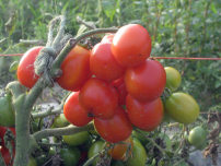 Organic Tomatoes