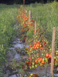 Organic Tomatoes