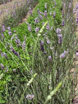 Lavender