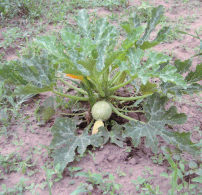 Heritage Melons