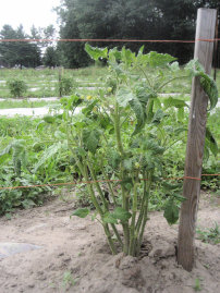 Organic Produce