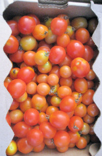 Organic Tomatoes