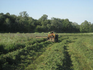Organic Hay